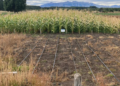 The corn that was a success in Siberia now surprises in Patagonia