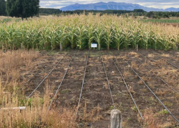 The corn that was a success in Siberia now surprises in Patagonia