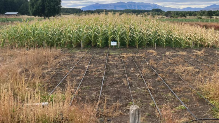 The corn that was a success in Siberia now surprises in Patagonia