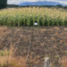 The corn that was a success in Siberia now surprises in Patagonia