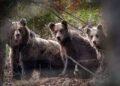 Do you know how to tell if you have a bear in your neighborhood? The new map will show exactly which places to avoid. See where they are the most now – How to equip – Useful truth