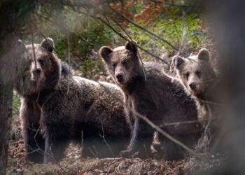 Do you know how to tell if you have a bear in your neighborhood? The new map will show exactly which places to avoid. See where they are the most now – How to equip – Useful truth
