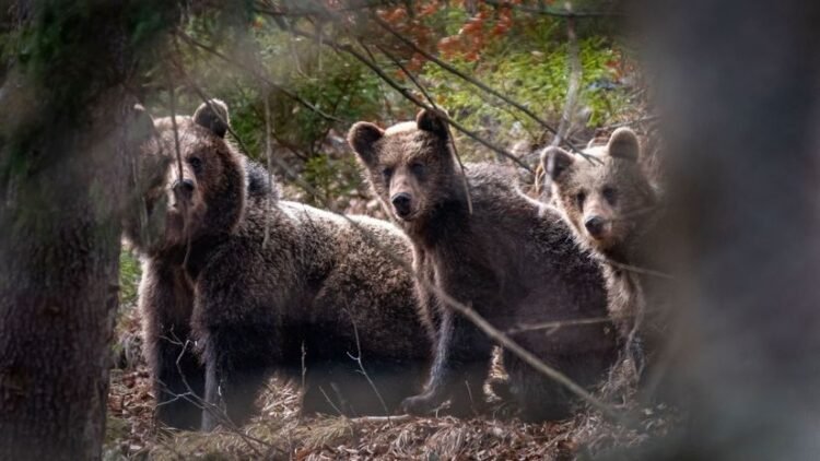 Do you know how to tell if you have a bear in your neighborhood? The new map will show exactly which places to avoid. See where they are the most now – How to equip – Useful truth