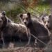 Do you know how to tell if you have a bear in your neighborhood? The new map will show exactly which places to avoid. See where they are the most now – How to equip – Useful truth