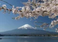 Rising Interest in Japan’s Traditional Culture and the Four Seasons