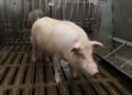 Meet XENO: the pig built for human transplants