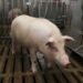 Meet XENO: the pig built for human transplants