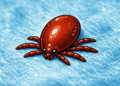 Deadly ticks active again in Korea