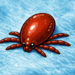 Deadly ticks active again in Korea