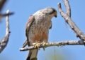Han River becomes sanctuary for endangered wildlife