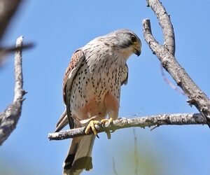 Han River becomes sanctuary for endangered wildlife
