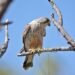 Han River becomes sanctuary for endangered wildlife