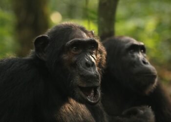 A rare chimpanzee ‘civil war’ is happening in Uganda