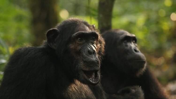 A rare chimpanzee ‘civil war’ is happening in Uganda