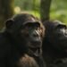 A rare chimpanzee ‘civil war’ is happening in Uganda