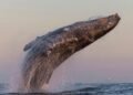 ‘It’s so chaotic’: Humpback whales are forming super-groups