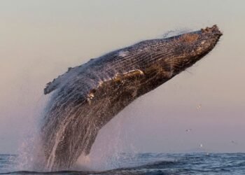 ‘It’s so chaotic’: Humpback whales are forming super-groups