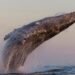‘It’s so chaotic’: Humpback whales are forming super-groups