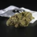 Prevention in Schools and New Risks on the Drug Market: Government Responds to Synthetic Cannabinoids and Kratom