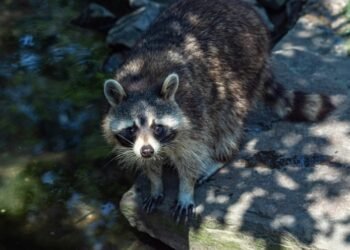 Cute Raccoons Arrive at Szeged Wildlife Park