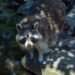 Cute Raccoons Arrive at Szeged Wildlife Park