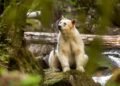 ‘You want to cry’: Photographer’s rare access to Canada’s mysterious spirit bears
