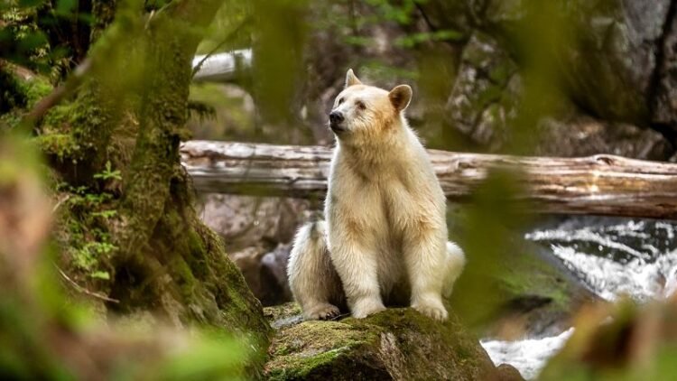 ‘You want to cry’: Photographer’s rare access to Canada’s mysterious spirit bears