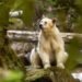 ‘You want to cry’: Photographer’s rare access to Canada’s mysterious spirit bears
