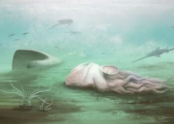The ‘oldest octopus’ in the world isn’t an octopus after all, scientists find
