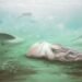 The ‘oldest octopus’ in the world isn’t an octopus after all, scientists find