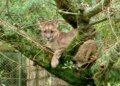 They are looking for a puma that was seen loose in Canelones: they investigate if it was in a private neighborhood and warn that it could kill