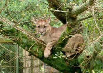 They are looking for a puma that was seen loose in Canelones: they investigate if it was in a private neighborhood and warn that it could kill