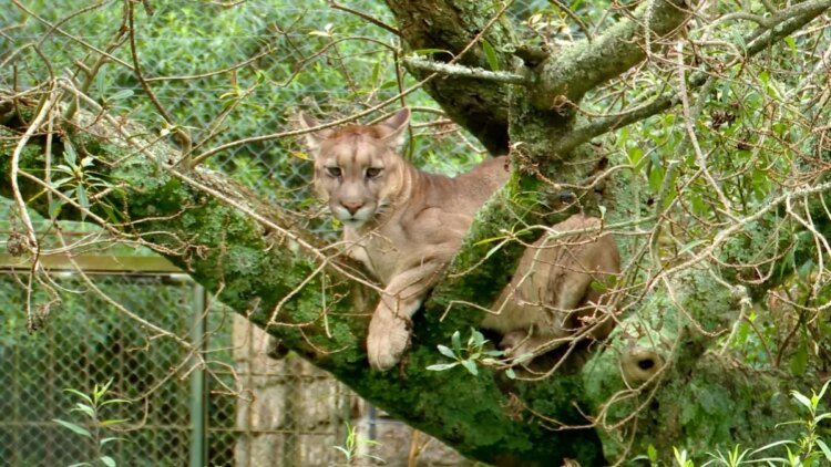 They are looking for a puma that was seen loose in Canelones: they investigate if it was in a private neighborhood and warn that it could kill