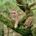 They are looking for a puma that was seen loose in Canelones: they investigate if it was in a private neighborhood and warn that it could kill