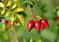 Rosehip: benefits and properties of the Patagonian fruit rich in calcium and magnesium