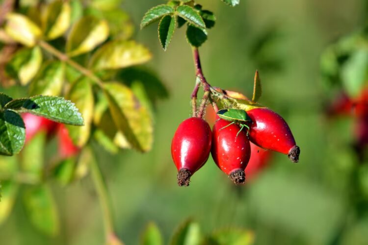 Rosehip: benefits and properties of the Patagonian fruit rich in calcium and magnesium