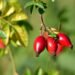 Rosehip: benefits and properties of the Patagonian fruit rich in calcium and magnesium