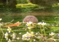 Great Britain: Crackdown On Water Companies Delivers Record Funding To Restore Harm Done To Waterways