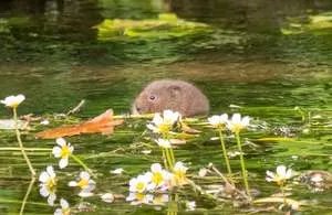Great Britain: Crackdown On Water Companies Delivers Record Funding To Restore Harm Done To Waterways
