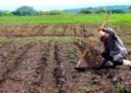 Agricultural sector accumulates three years of contraction in Nicaragua