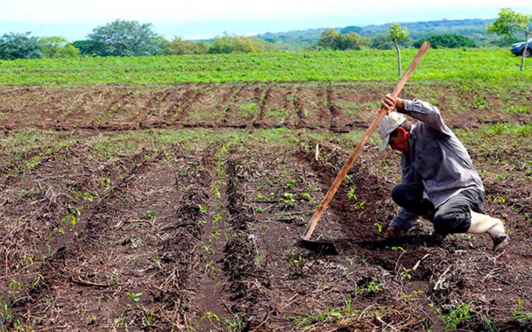 Agricultural sector accumulates three years of contraction in Nicaragua