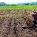 Agricultural sector accumulates three years of contraction in Nicaragua