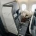 The ‘SkyNook’ airplane seat design turns the last row of economy into a semi-private pod