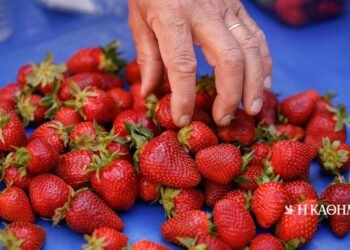 The organic strawberries of Spyros Vythoulkas are the epitome of strawberry