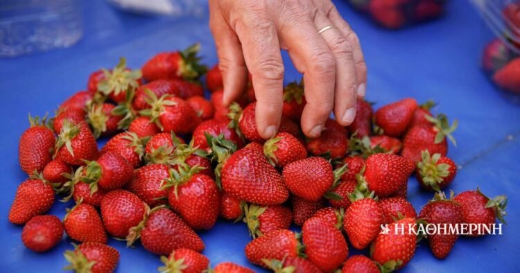 The organic strawberries of Spyros Vythoulkas are the epitome of strawberry