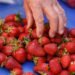 The organic strawberries of Spyros Vythoulkas are the epitome of strawberry