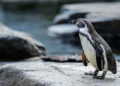 Prague Zoo Celebrates Bird Weekend with World Penguin Day and Flamingo Day