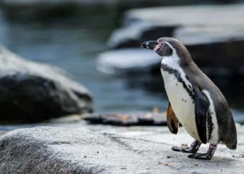 Prague Zoo Celebrates Bird Weekend with World Penguin Day and Flamingo Day