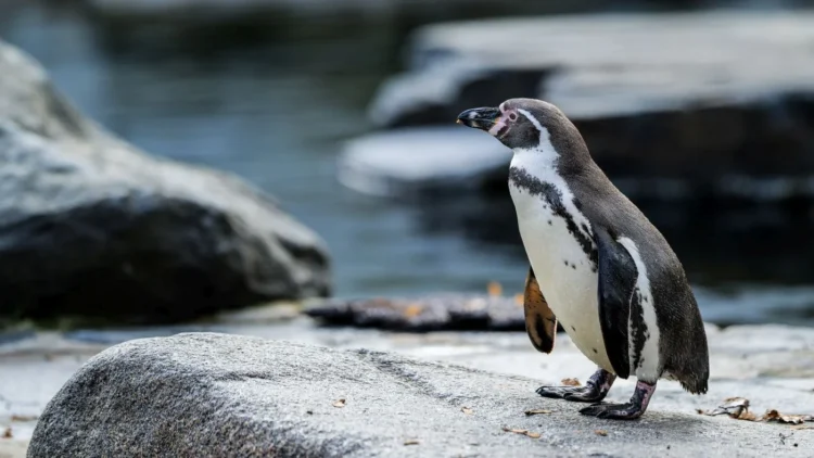 Prague Zoo Celebrates Bird Weekend with World Penguin Day and Flamingo Day