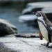 Prague Zoo Celebrates Bird Weekend with World Penguin Day and Flamingo Day